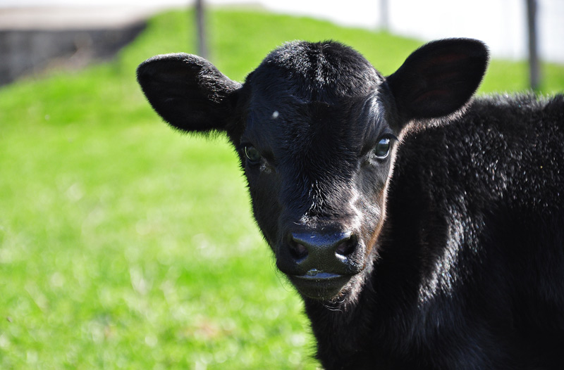 naomi- black dutch belted