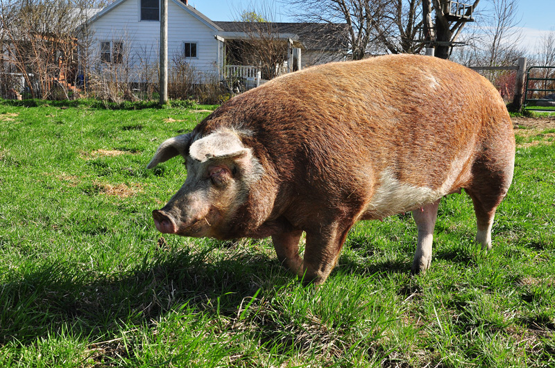 sheila my big fat pig