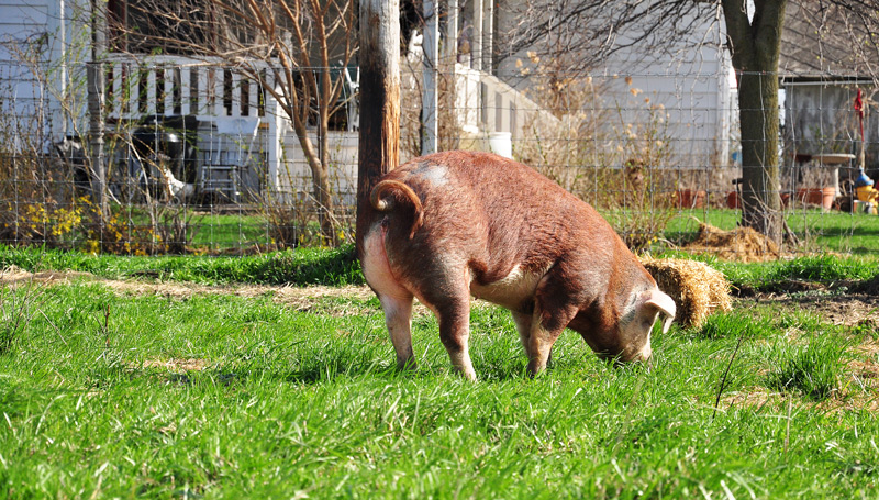 poppy - hereford pig