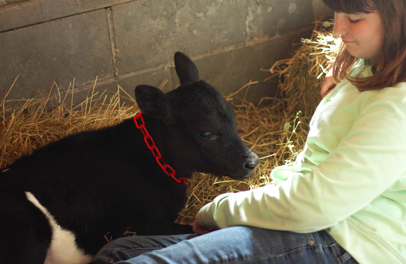 girl and calf