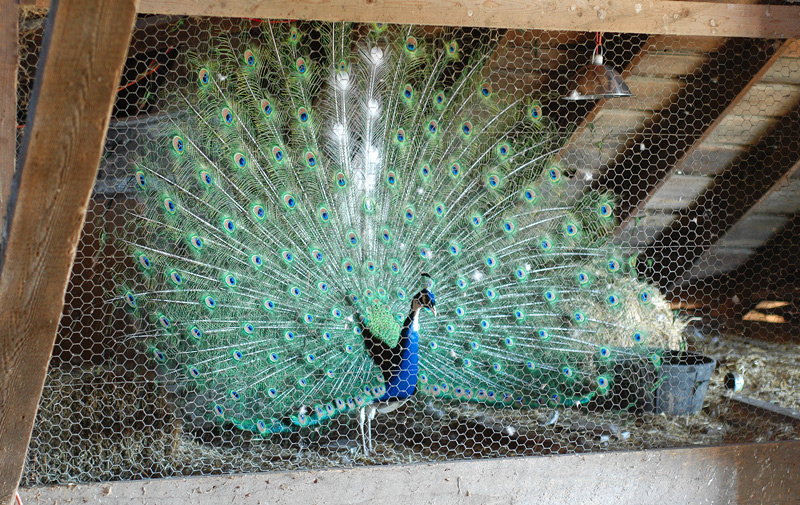 peacock