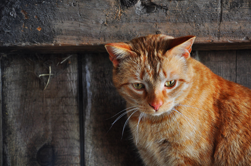 Where are the pigs&nbsp;bowls…