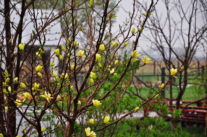 magnolia in the rain