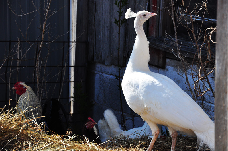 white peacock