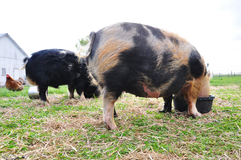 kunekune