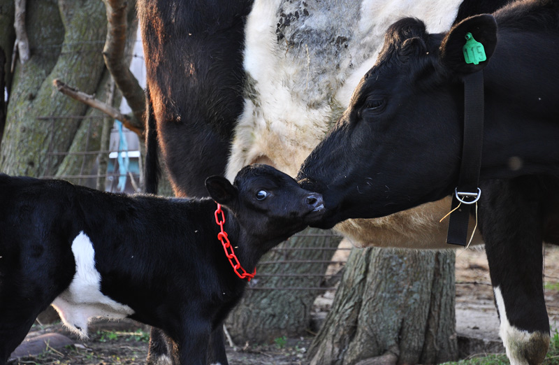dutch belted and calf