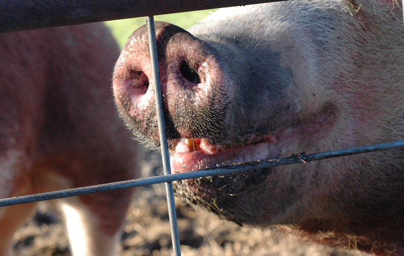 pigs smile