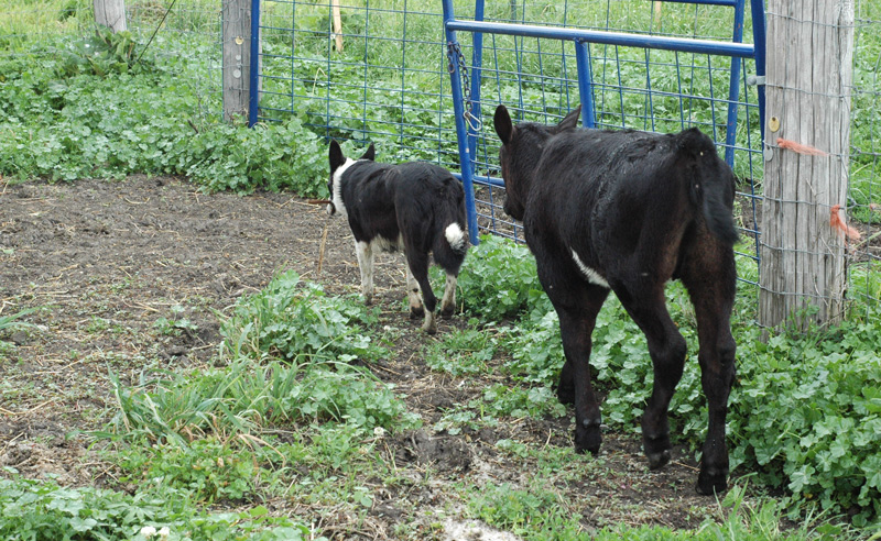 calf following dog