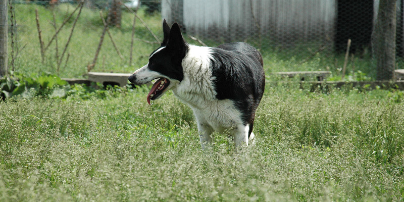 border collie