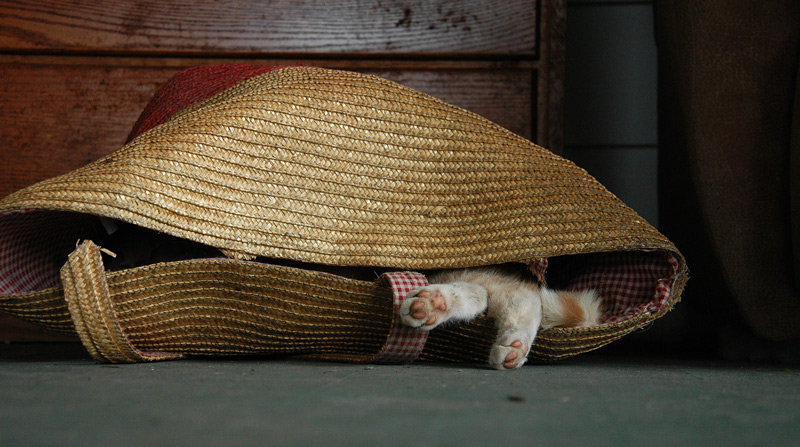 cat in basket