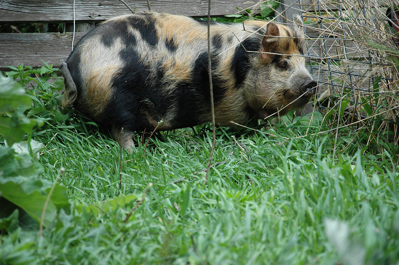 kunekune