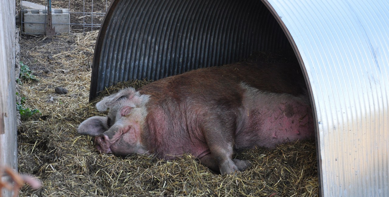 pig sleeping
