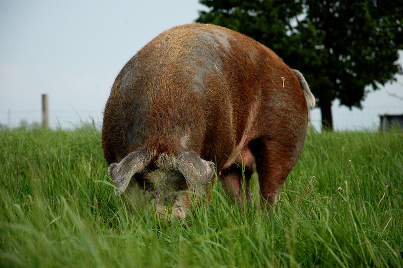 grazing pigs, sheila