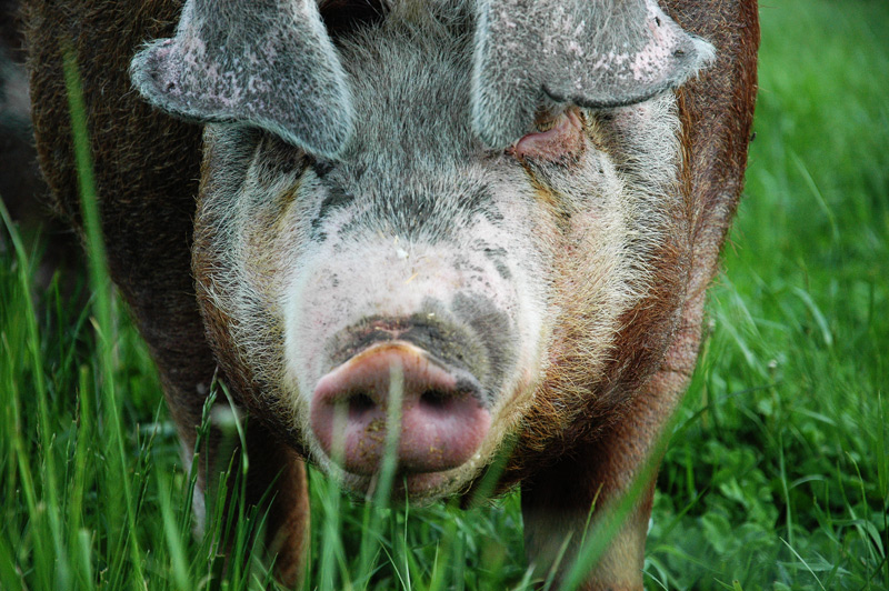 grazing pig