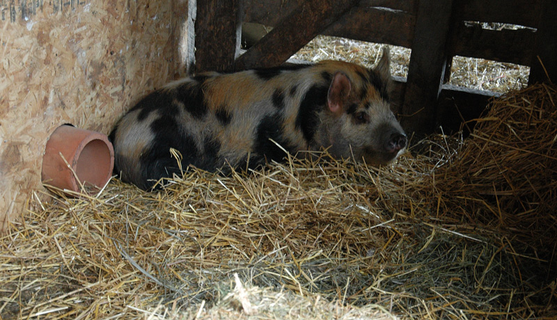 pregnant kunekune