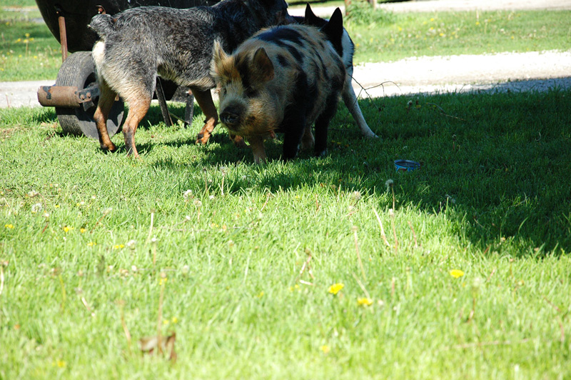 kunekune 