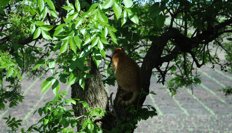 cat in tree