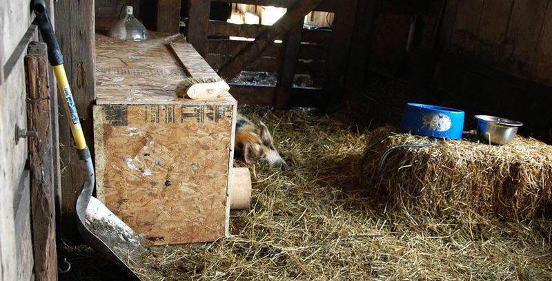 kunekune8