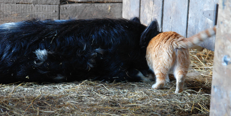 kunekune and cats