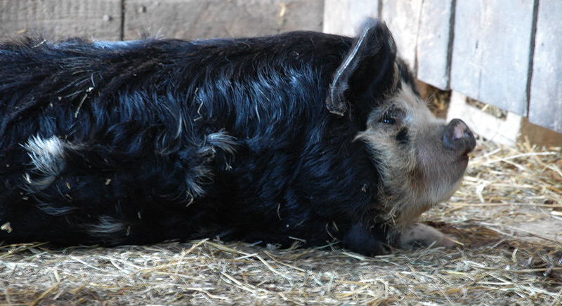 kunekune 