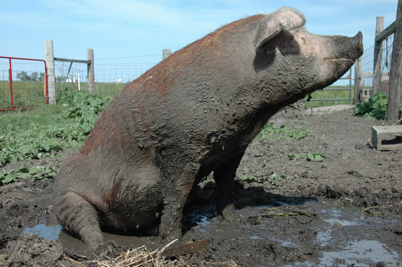 pig in mud