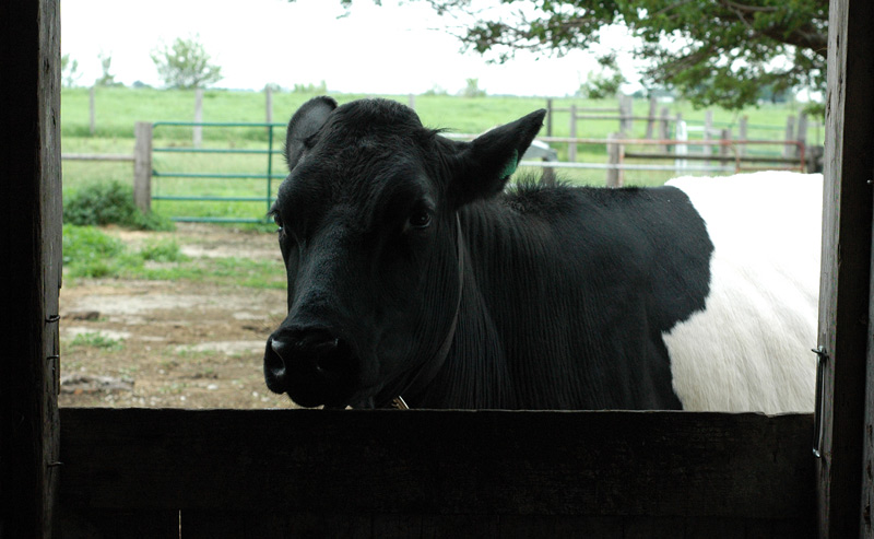 dutch belted cow