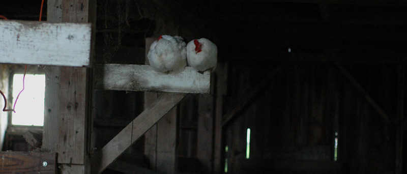 chickens in barn