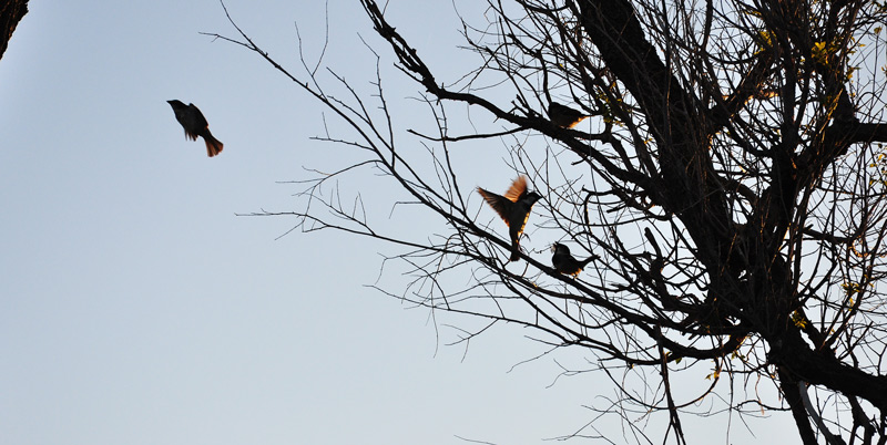 birds in tree