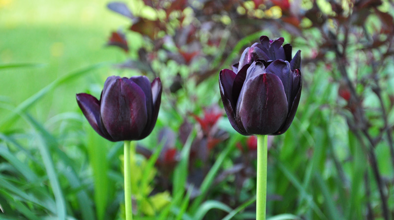 Black Tulips