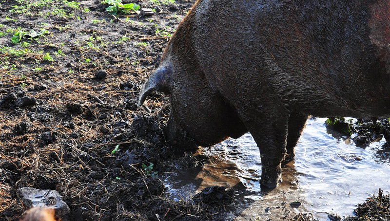 pigs- in mud