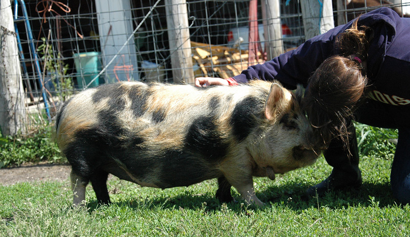 kunekune