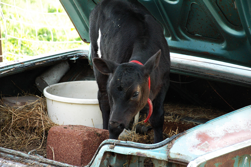 calf3