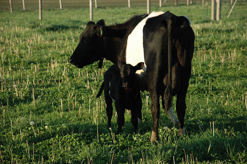dutch belted cow and calf