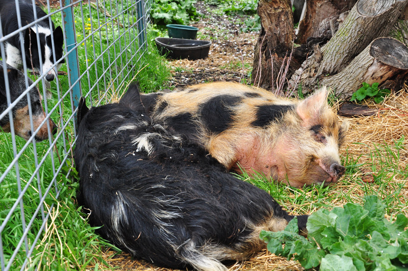 tima-kunekune