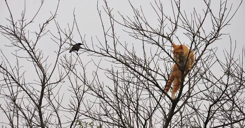cat in tree