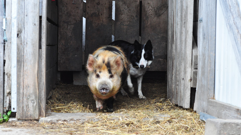 kunekune pregnant