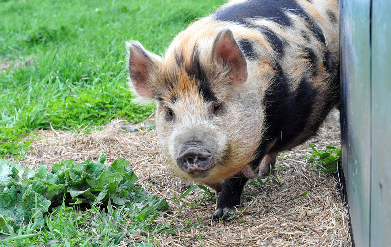 kunekune
