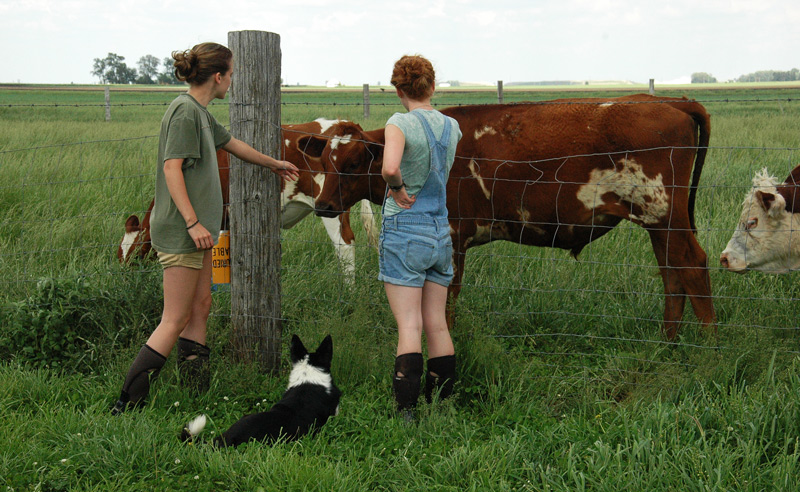 girls and cows