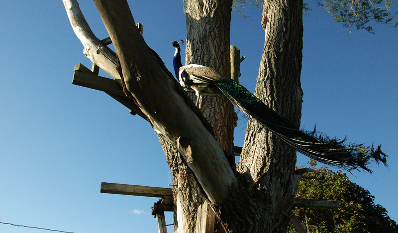 peacock in tree
