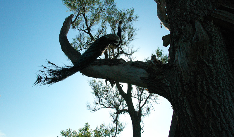 peacock in tree