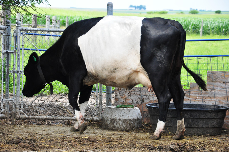 dutch belted cow