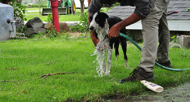 washing dog