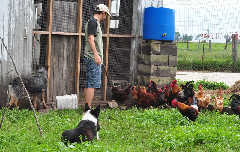herding chickens