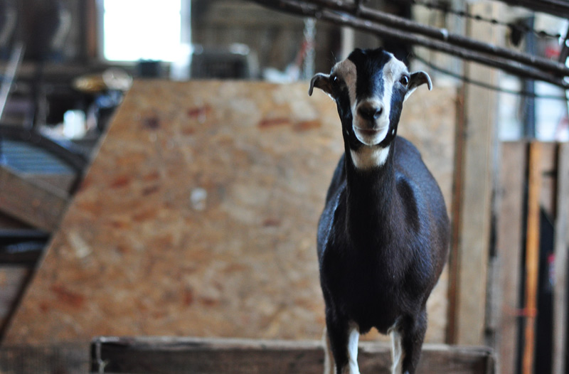 Hazel whose name is Brenda