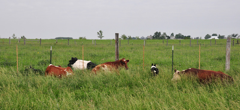 cows in the field