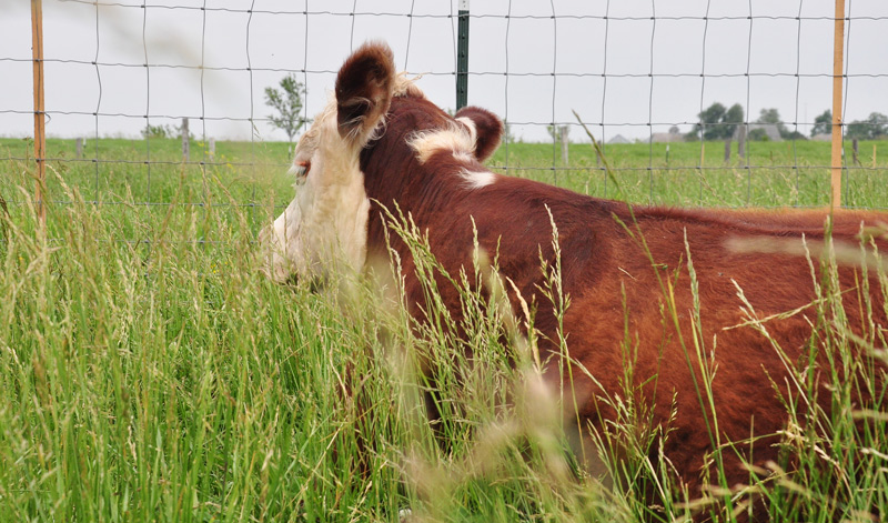 hereford steer