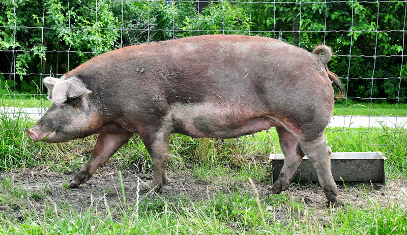 pregnant pig