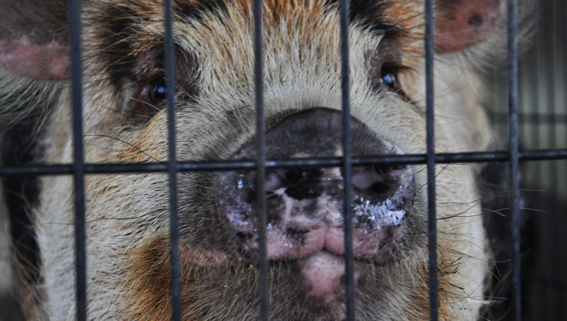 kunekune gilt