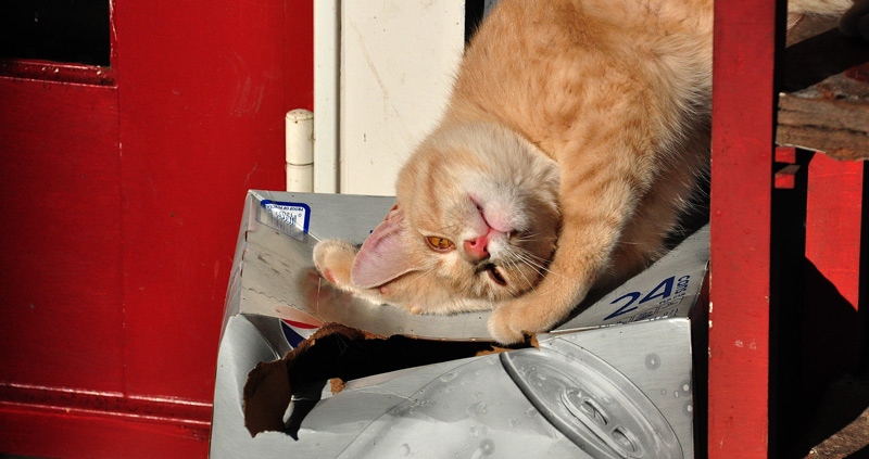 from-the-verandah-027