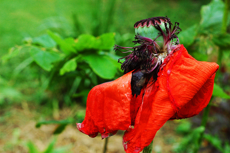The hay is&nbsp;Down